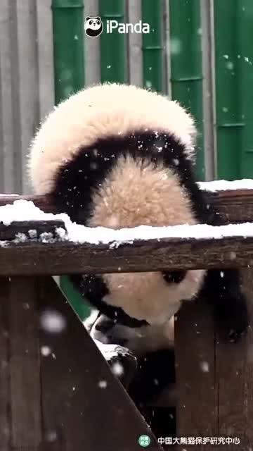 吃瓜小熊桃花,揭秘桃花源里的神秘生活