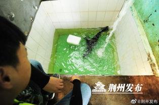 荆州吃瓜视频,揭秘当地美食文化盛宴 第2张 荆州吃瓜视频,揭秘当地美食文化盛宴 第2张