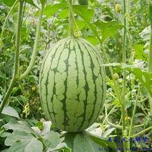 梦到自己在吃瓜,揭秘梦中吃瓜的神秘寓意