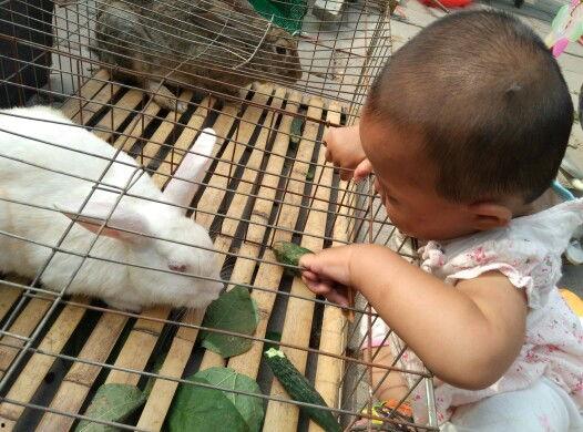 兔子吃白瓜吗,探究兔子饮食习惯之谜