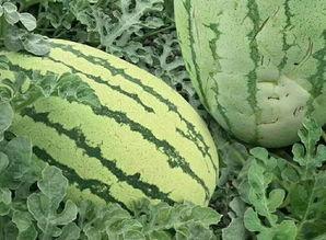 乳山鲜瓜如何吃,尽享夏日清新滋味  第1张