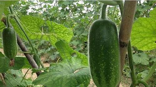 乳山鲜瓜如何吃,尽享夏日清新滋味  第3张