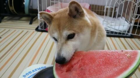 吃瓜小柴犬,揭秘狗狗界的“网红”生活 第1张 吃瓜小柴犬,揭秘狗狗界的“网红”生活 第1张