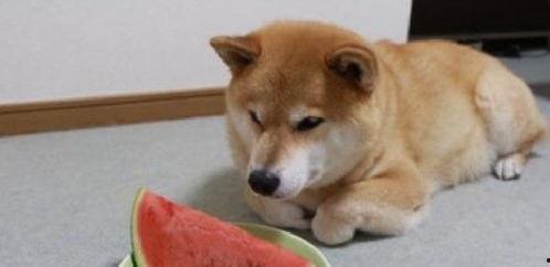 吃瓜小柴犬,揭秘狗狗界的“网红”生活 第3张 吃瓜小柴犬,揭秘狗狗界的“网红”生活 第3张