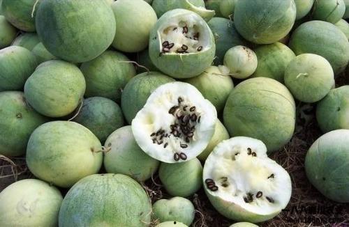 全球吃瓜后续,揭秘网络时代的全民娱乐现象  第2张