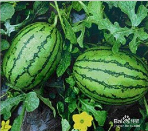 吃瓜为什么叫西瓜,探寻网络流行语的演变轨迹 第1张 吃瓜为什么叫西瓜,探寻网络流行语的演变轨迹 第1张