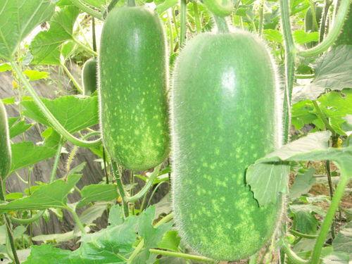 洛洛吃大瓜,揭秘娱乐圈幕后故事