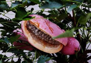 蜂蜜瓜八月瓜怎么吃,天然美味，多样食法探索