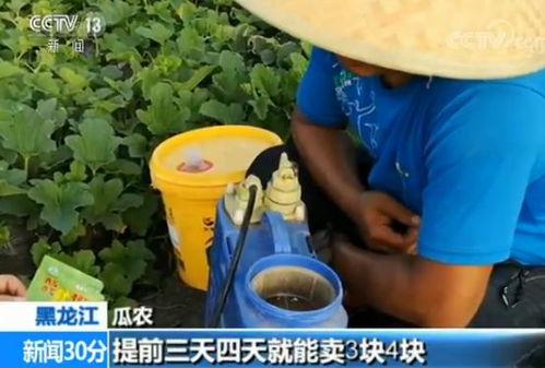 快递吃瓜要注意什么,安全享用，注意事项全解析