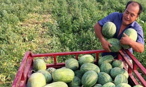 各国人吃中国瓜