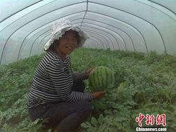 农民吃土瓜视频,农民自制土瓜视频走红网络