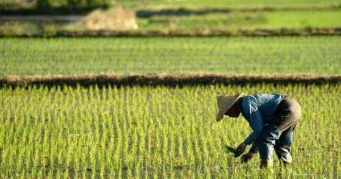 农民吃土瓜视频,农民自制土瓜视频走红网络