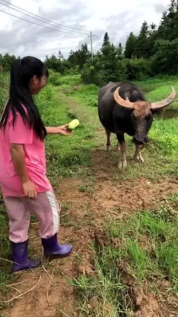 给牛吃的瓜,田园生活乐无边