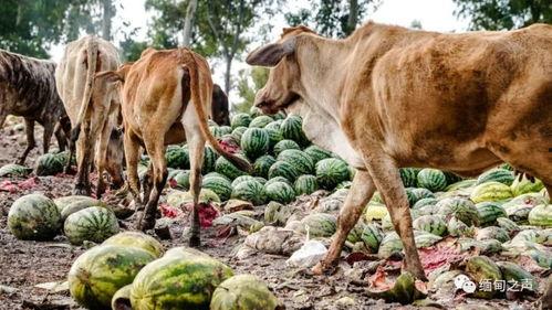 给牛吃的瓜,田园生活乐无边