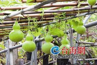 葫芦瓜可以晒干吃,传统美食的传承与创新