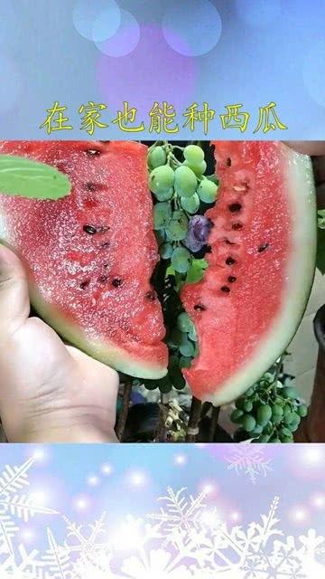 吃瓜想起种瓜人,人生百态的感悟之旅