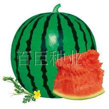 瓜哥吃瓜雷人手机壳