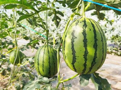 最富裕的加州吃瓜,揭秘硅谷精英的奢华生活