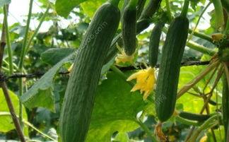 杏能和小瓜一起吃,夏日清新美食搭配