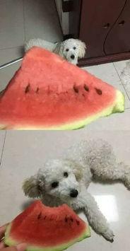 佐恩吃瓜,揭秘娱乐圈背后的秘密与真相