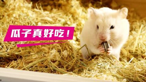 仓鼠吃瓜图片搞笑,笑料横生，萌态十足！