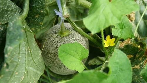 吃瓜送瓜地瓜君,地瓜君带你领略田园美味