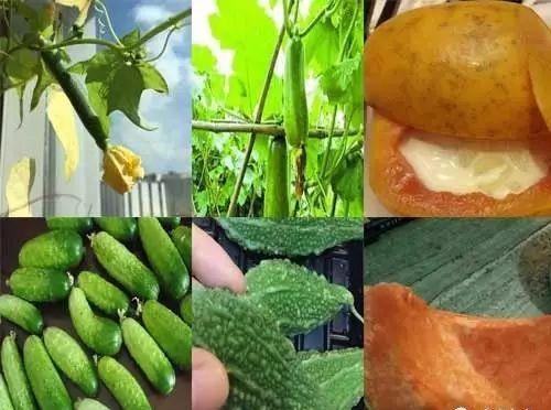 立秋吃六瓜是哪六瓜,品味六瓜养生之道  第3张
