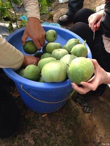 吃瓜论坛I社区,热门话题、热议事件大盘点