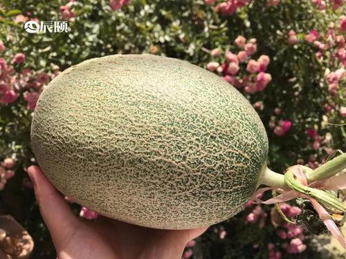 哪些站点可以吃瓜