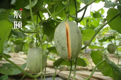 哪些站点可以吃瓜