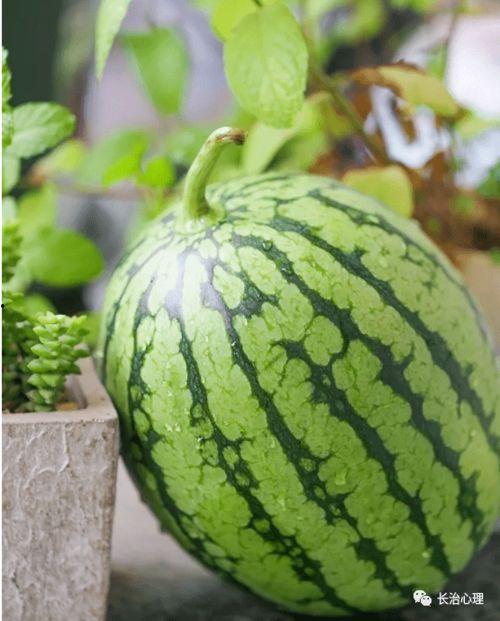 如何评价吃瓜心理,网络时代的全民狂欢与反思