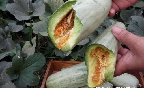 怀孕可以吃很多瓜