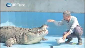 吃瓜的小鳄鱼,揭秘热带雨林中的趣味生活