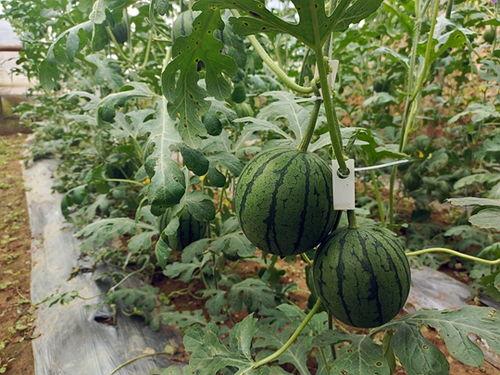 吃瓜怎么吃的更快,揭秘吃瓜达人高效吃瓜技巧