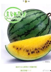 吃瓜怎么吃的更快,揭秘吃瓜达人高效吃瓜技巧