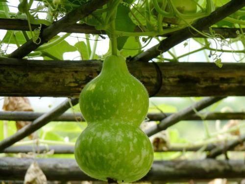 野葫芦瓜怎么吃,探索自然美味新境界