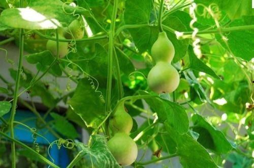 野葫芦瓜怎么吃,探索自然美味新境界