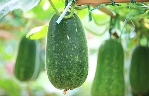 贵圈吃瓜最佳方法,吃瓜群众的最佳观战指南