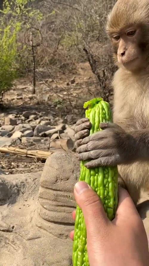 吃瓜吃成猴子,竟意外变身猴王传奇