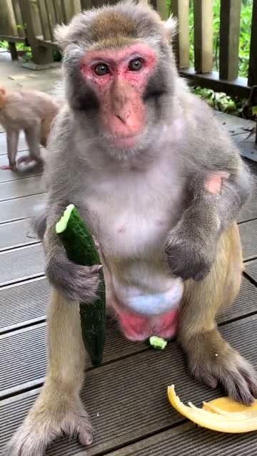 吃瓜吃成猴子,竟意外变身猴王传奇